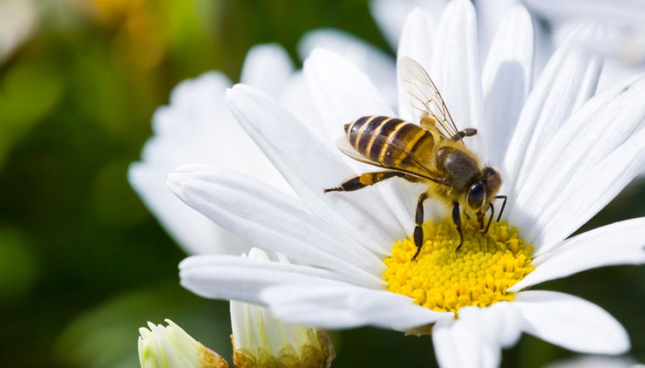 Punture d’ape: cosa fare in questi casi