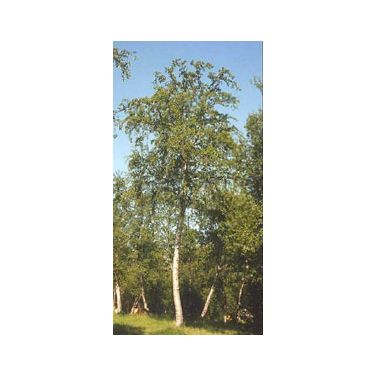 MSA BETULA PUBESCENS 50ML