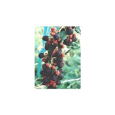 MSA RUBUS FRUCTICOSU 50ML